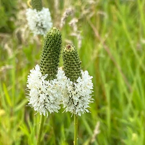 White Prairie Clover, 10 Seeds