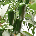 Jintai Hongjiao Chili Seeds, 1g