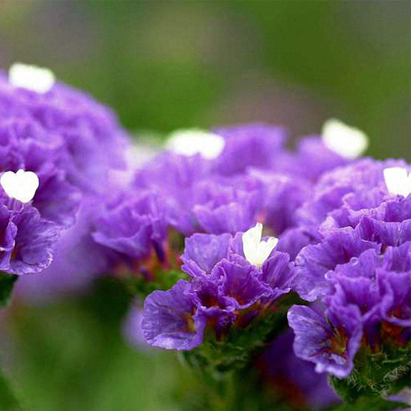 Wavyleaf Sea Lavender (Blue) Seeds, 200 Seeds