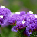 Wavyleaf Sea Lavender (Blue) Seeds, 200 Seeds