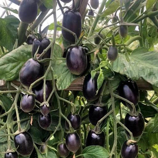 Black Jade Cherry Tomato, 100 Seeds