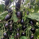 Black Jade Cherry Tomato, 100 Seeds