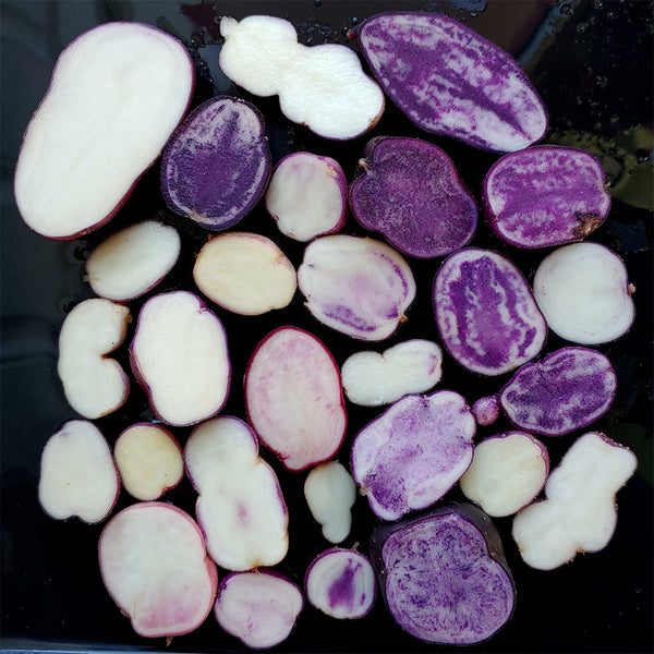 True Potato Seeds (TPS), Chiar Choque Pitu (Solanum curtilobum), 4 Seeds