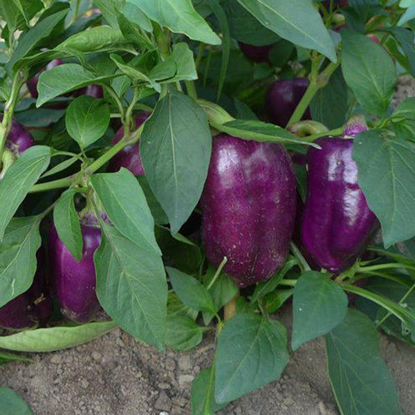 Violgo Sweet Pepper Seeds, 3 Seeds