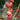 1038 Crimson Long Skirt Tomato, 5 Seeds