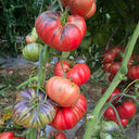 1038 Crimson Long Skirt Tomato, 5 Seeds