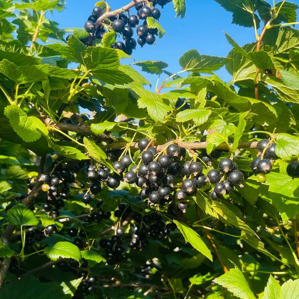 Black Currant, 10 Seeds