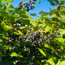 Black Currant, 10 Seeds