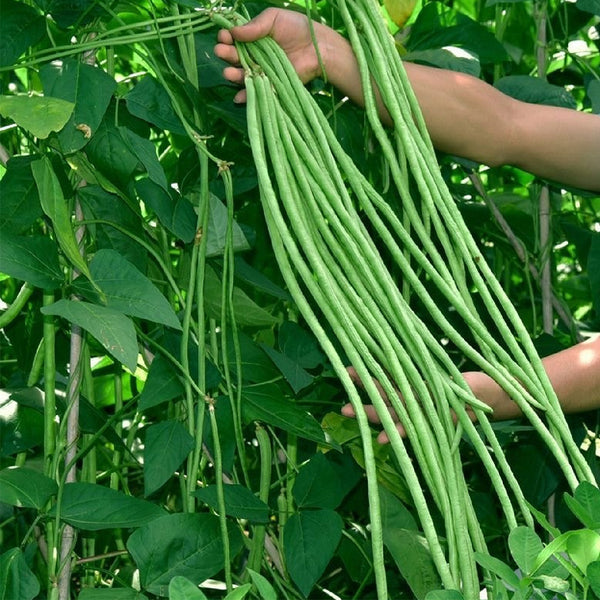 Small-Leaf High-Yield No.4 Long Bean Seeds, 20g