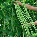 Small-Leaf High-Yield No.4 Long Bean Seeds, 20g