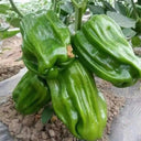 Wrinkled Spicy Pepper No.1 Seeds, 30 Seeds