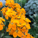 Orange Wallflower, 500 Seeds