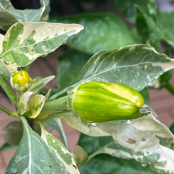 Rainbow Candy Sweet Pepper, 20~30 Seeds