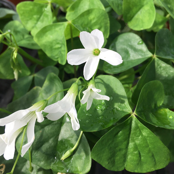 Oxalis triangularis Green, 10 Bulbs