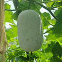 Baoqi Taro-Scented Winter Melon, 50 Seeds