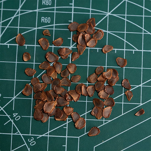 Tulipa regelii, 5 Seeds