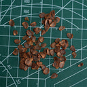 Tulipa regelii, 5 Seeds