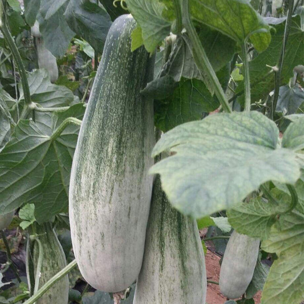 Jinyun Crisp-Sweet Melon Seeds, 10g