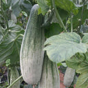 Jinyun Crisp-Sweet Melon Seeds, 10g