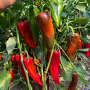Premium Spicy Red Pickled Pepper Seeds, 0.5g