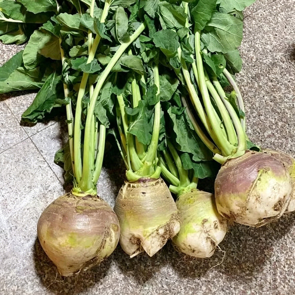 Giant Turnip Seeds, 10g