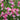Tall Sweet Pea, Pink