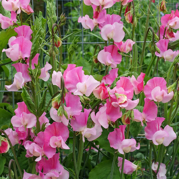 Tall Sweet Pea, Pink