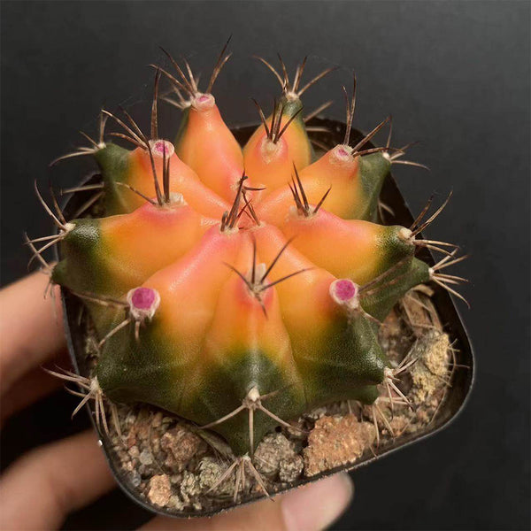 Gymnocalycium mihanovichii 'Yellow Variegata', 3-4cm