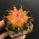 Gymnocalycium mihanovichii 'Yellow Variegata', 3-4cm