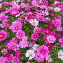 Hezhichun Mixed Color Cosmos, 1000 Seeds