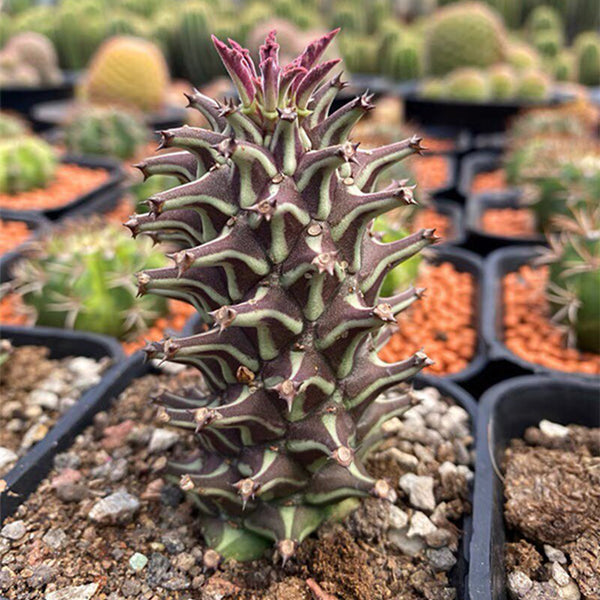 Monadenium schubei 