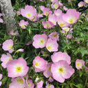 Pink Evening Primrose, 1g