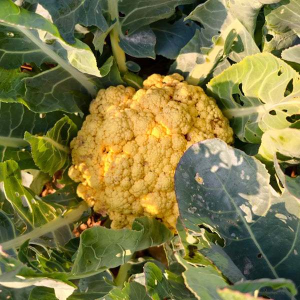 Jin Buhuan Cauliflower, 30 Seeds