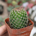 Mammillaria matudae, 3-4cm