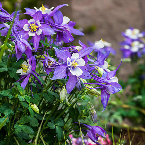 Hezhichun Aquilegia 'Cat's Paw Mix' Seeds, 1g