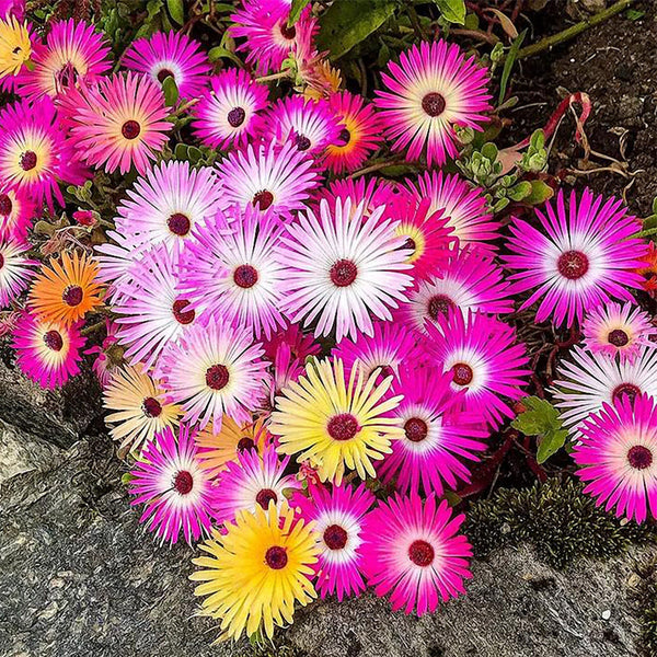 Trailing Ice Plant (Lampranthus spectabilis) Seeds, 200 Seeds