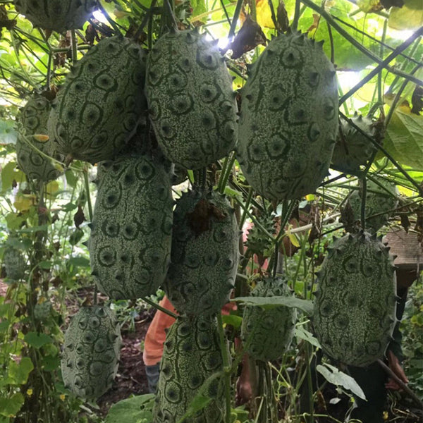 Kiwano Melon Seeds, 50 Seeds