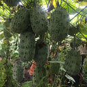 Kiwano Melon Seeds, 50 Seeds