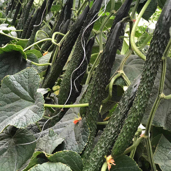 'Fuyang No.2' F1 Cucumber Seeds, 25g