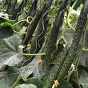 'Fuyang No.2' F1 Cucumber Seeds, 25g