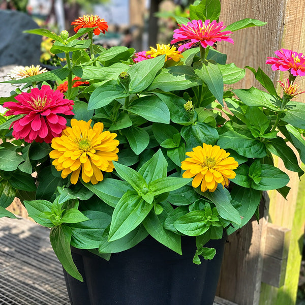 W1345 Dwarf Double Zinnia Mix, 100 Seeds