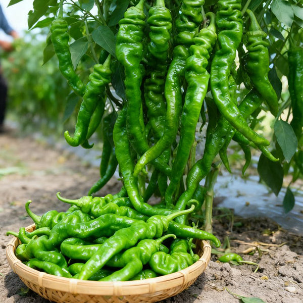 'Meinaxiang' Spiral Pepper, 30 Seeds