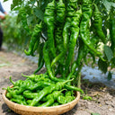 'Meinaxiang' Spiral Pepper, 30 Seeds