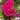 Hezhichun Purple Cockscomb Seeds, 1g