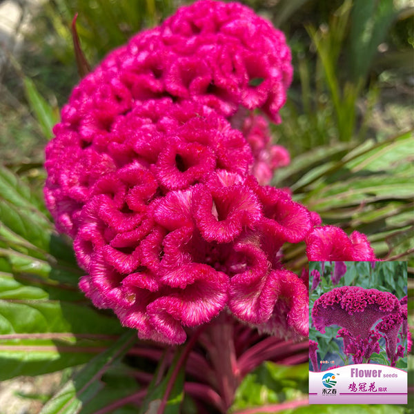 Hezhichun Purple Cockscomb Seeds, 1g