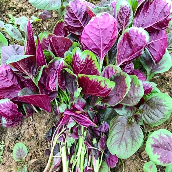 Large Round Leaf Red Amaranth Seeds, 20g