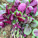 Large Round Leaf Red Amaranth Seeds, 20g