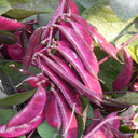 Purple Hyacinth Bean Seeds, 5g Per Bag