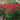 'Red Shades' Bee Balm, 10 Seeds