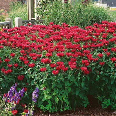 Aromatic Herbs